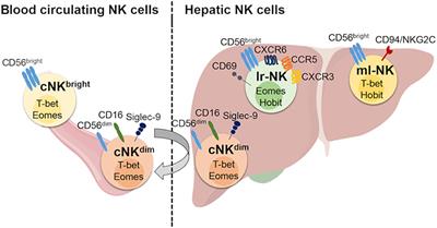 Hepatic Natural Killer Cells: Organ-Specific Sentinels of Liver Immune Homeostasis and Physiopathology